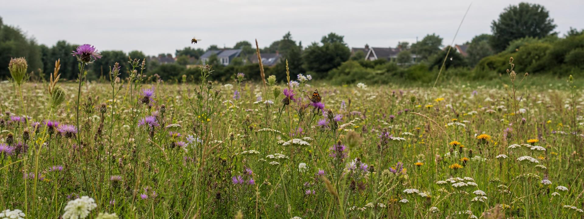 Bloemrijk grasland met bijen en vlinders aan de rand van een dorp