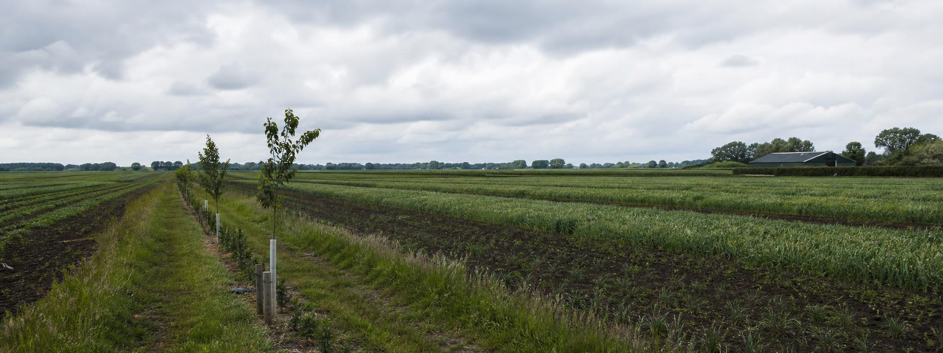 Regeneratief boerenbedrijf met strokenteelt en jonge bomen