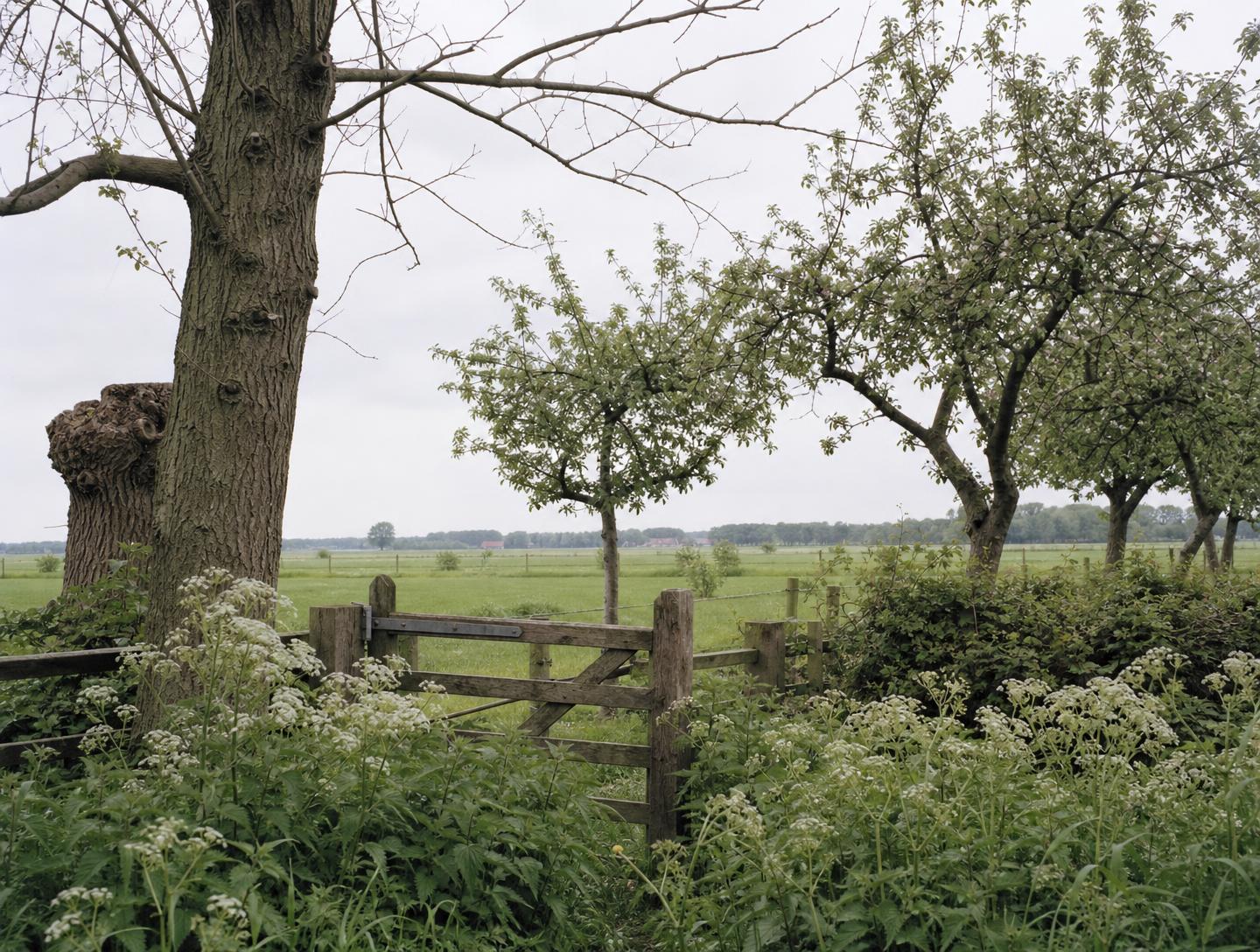 Hoogstamboomgaard met houtwal